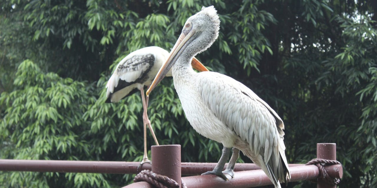 white-and-grey-pelican-perched-on-red-railing-1040652